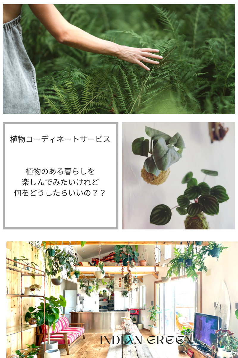 植物コーディネートサービス